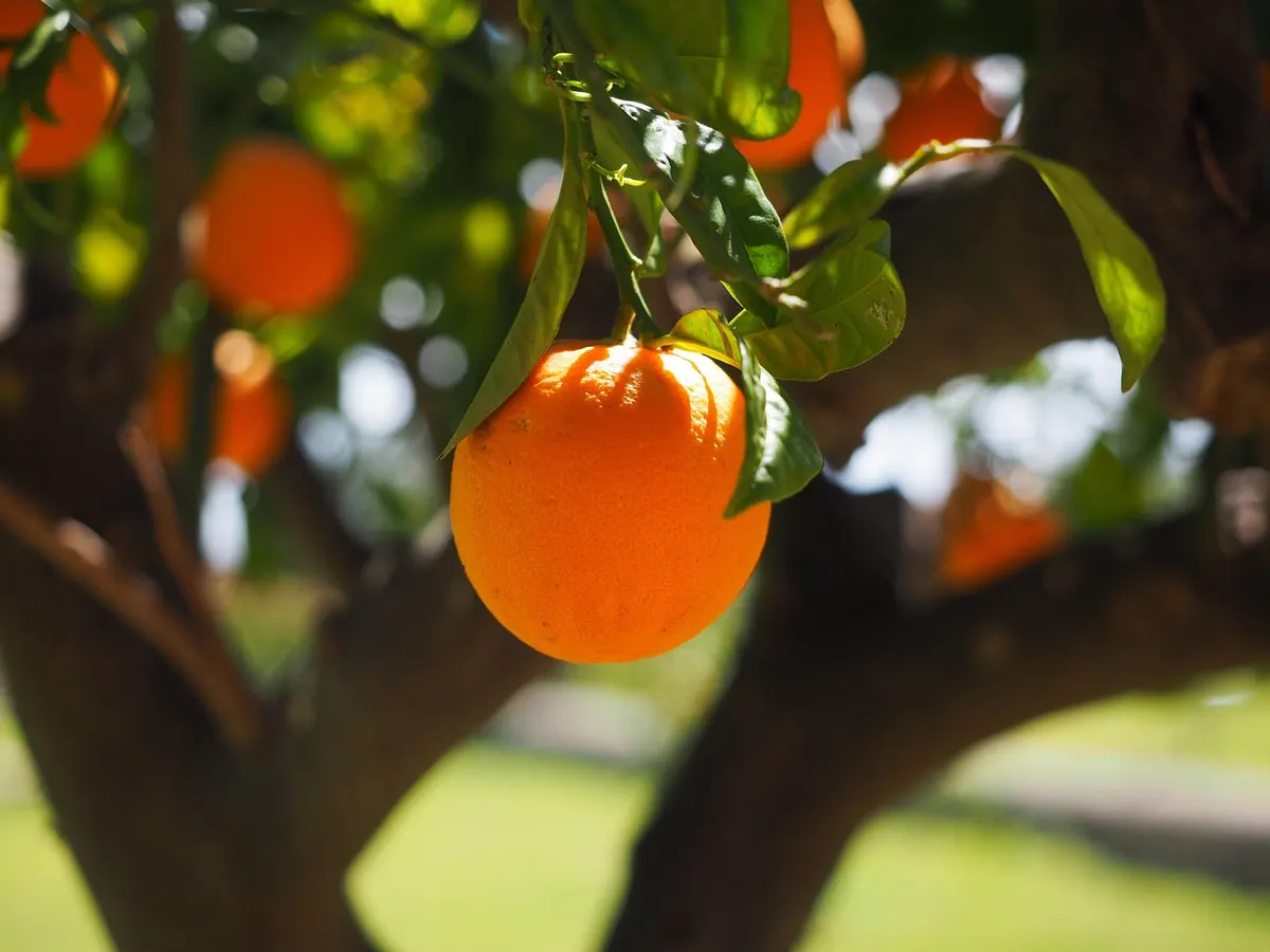 Choosing Fruit Trees for a Small UK Garden: A Beginner's Guide