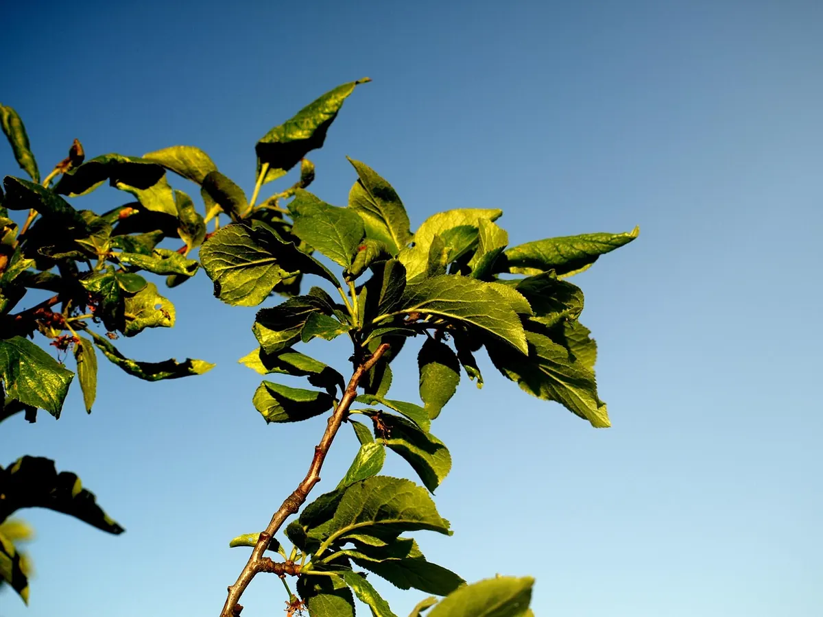 Common Mistakes When Pruning Plum Trees (and How to Avoid Them)