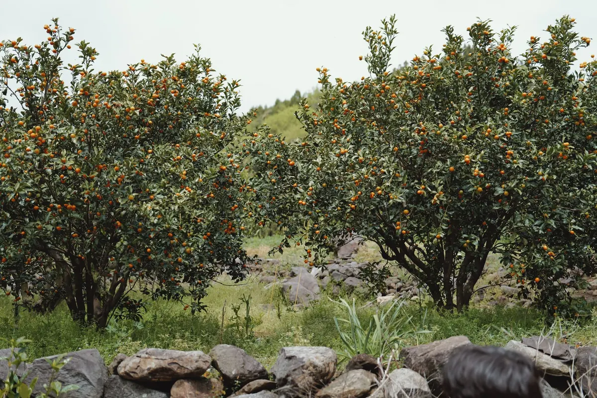 Cordon, Espalier or Fan: Which Trained Fruit Tree Is Right for You?