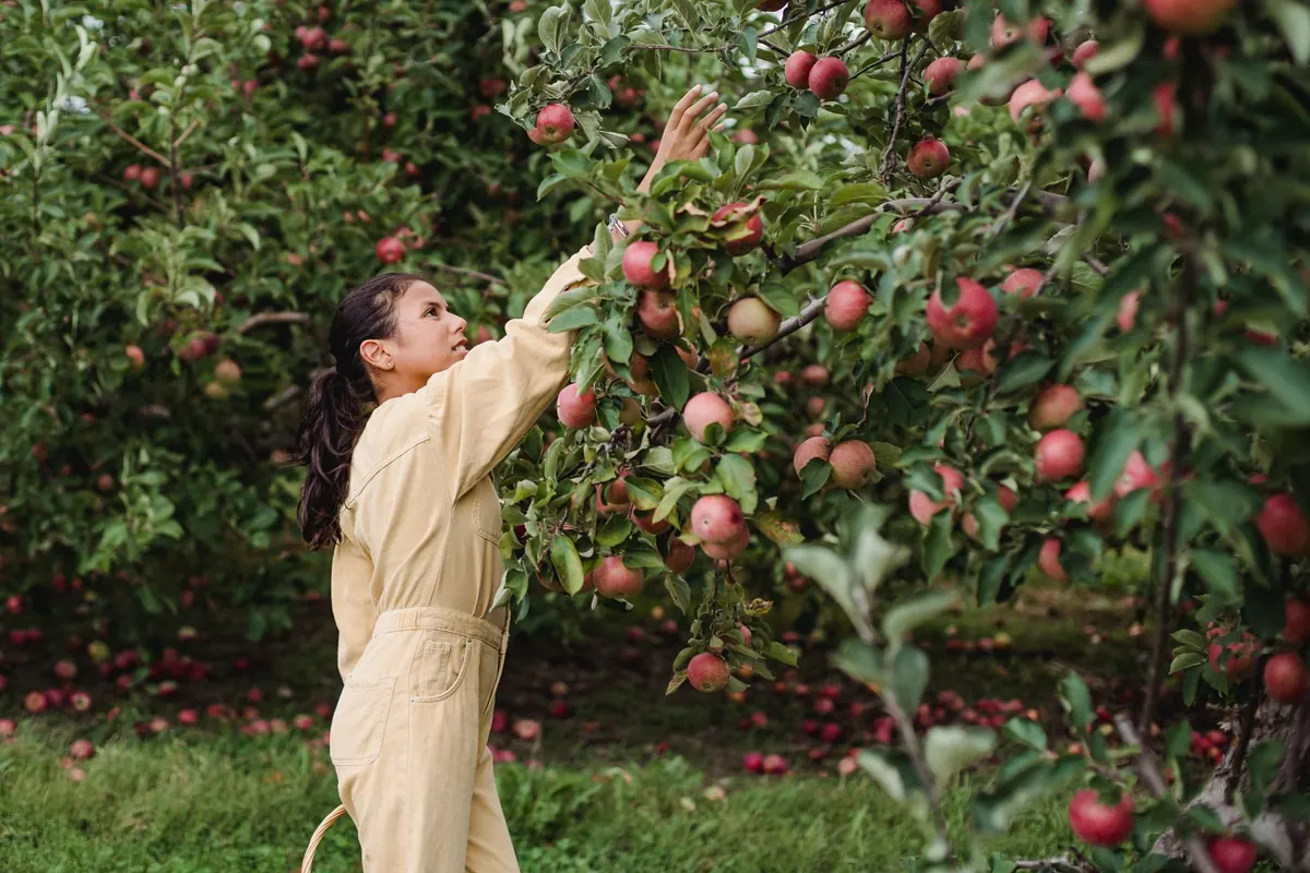 Harvesting Apples: How to Tell When They Are Ripe