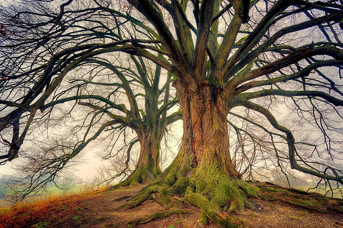 How to Plant a Bare-Root Apple Tree: A Step-by-Step Guide