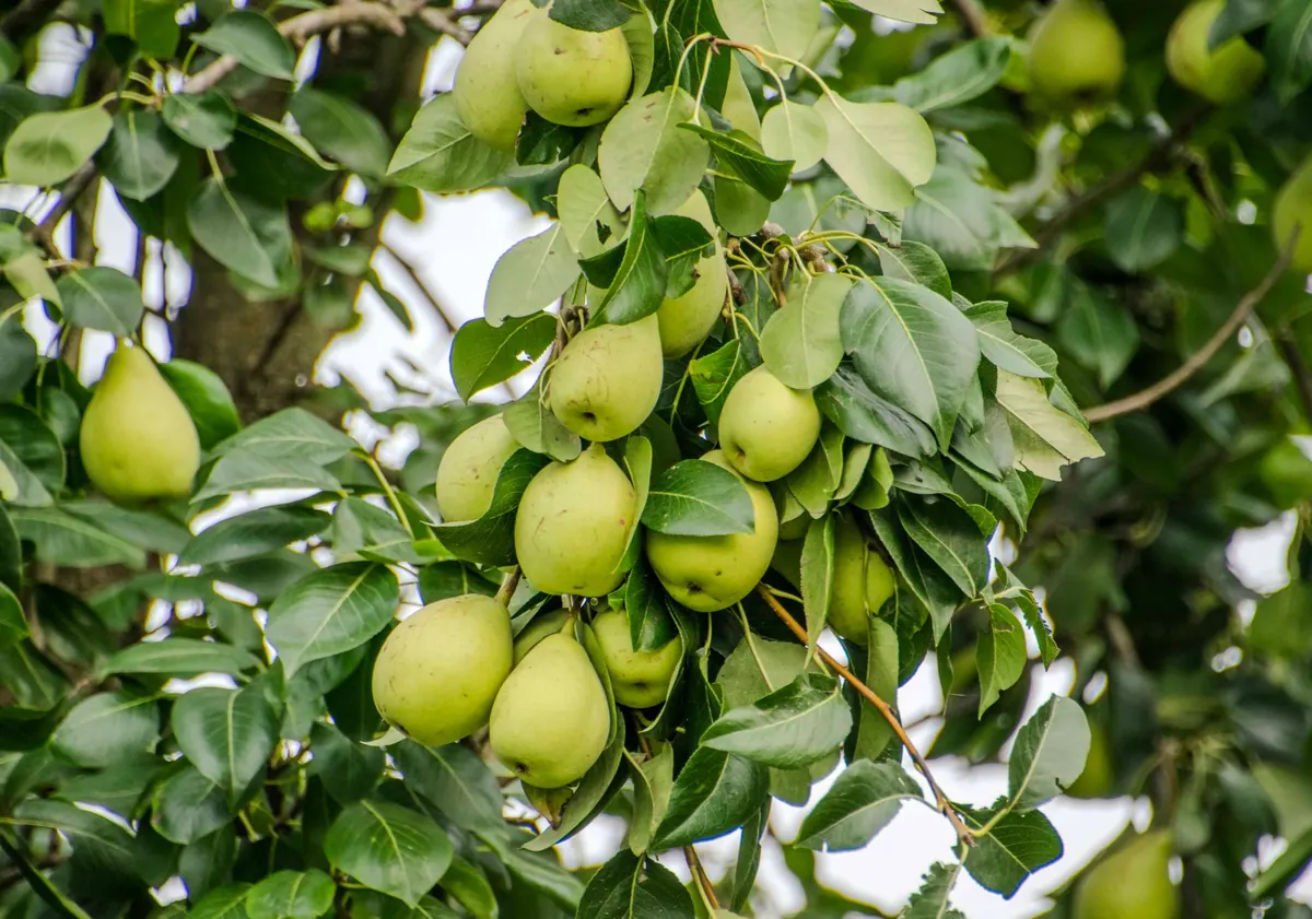 Planting a Pear Tree: Site, Soil and Spacing Explained