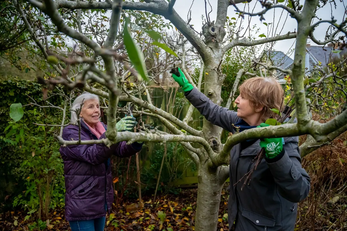 Pruning Apple Trees: A Year-Round Guide for UK Growers