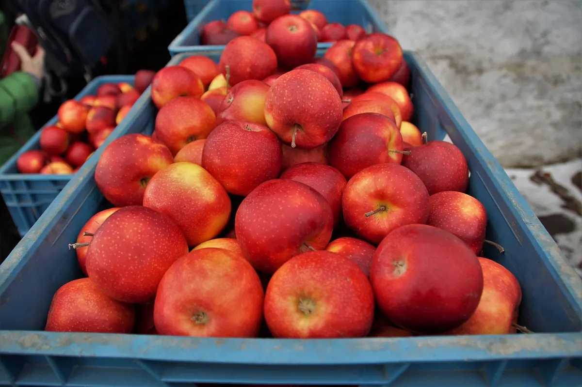 Storing Apples and Pears for Winter: A Checklist