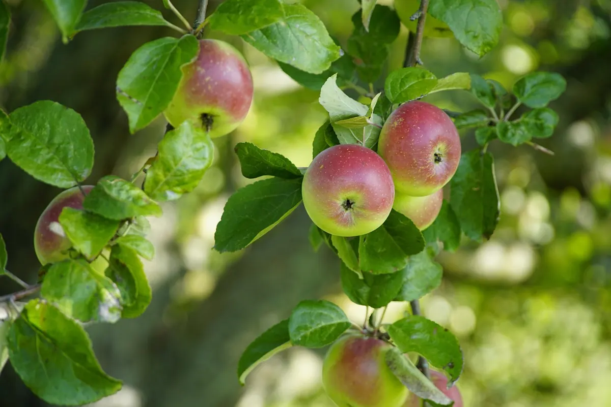Thinning Apples and Pears: Why, When and How to Do It