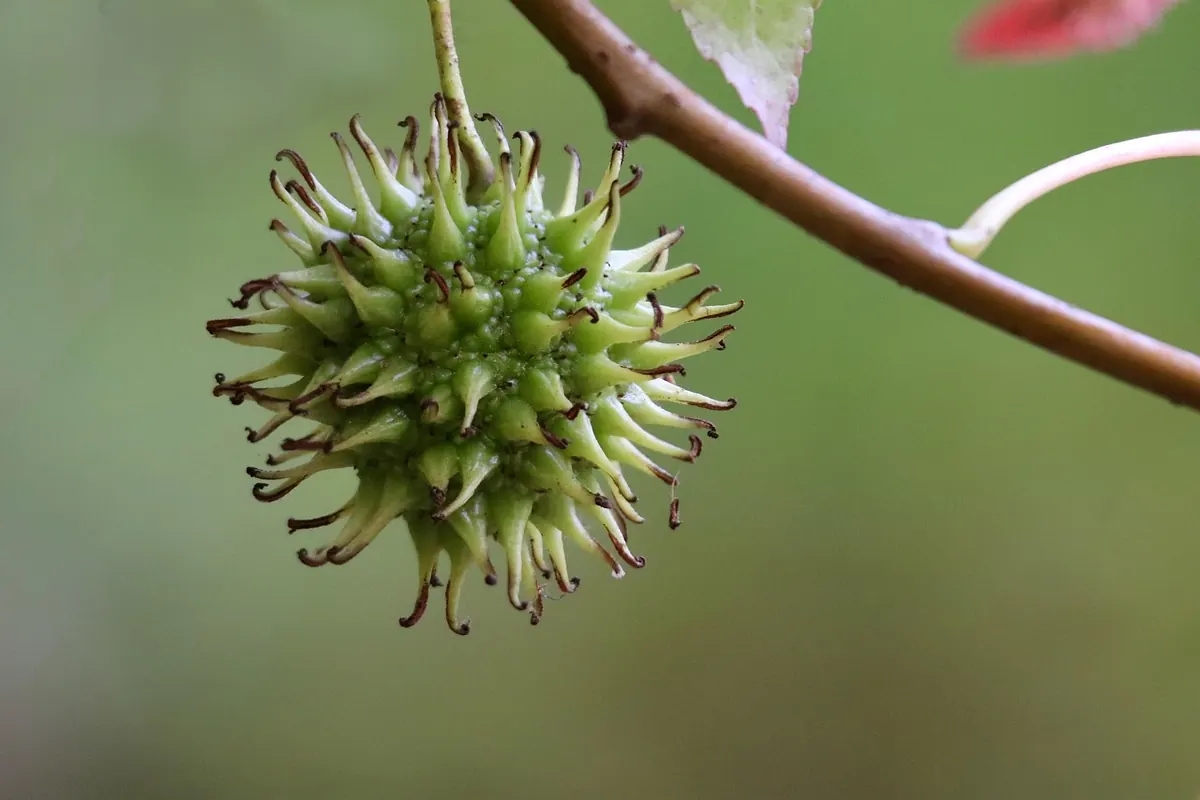 Understanding Fruit Tree Rootstocks: A Beginner's Explainer